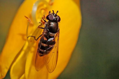 Réf. 240 534 : Parasyrphus punctulatus